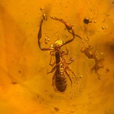 PSEUDOSKORPION in Burmesisch / Burmit Bernstein Fossil / 100% echter Bernstein