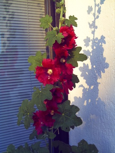 Stockrosen samen - stockrosen, samen,