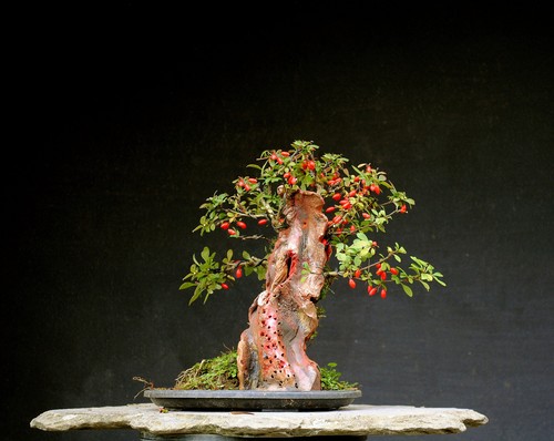 Bonsai outdoor winterhart