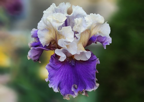 Schwertlilie iris - schwertlilie,