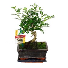 Bonsai szechuan pfeffer - szechuan-pfeffer,