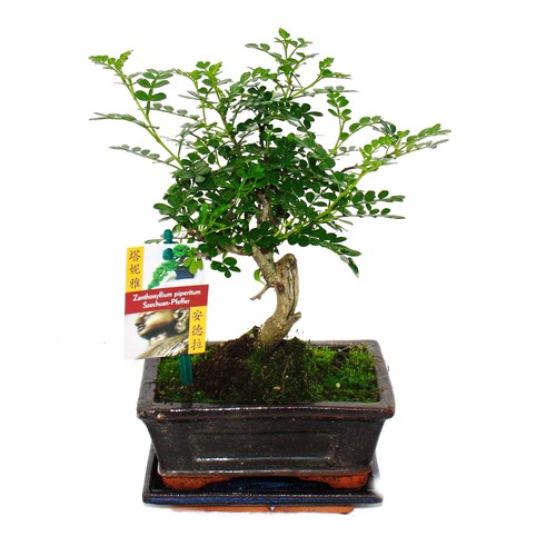 Bonsai szechuan pfeffer - bonsai,