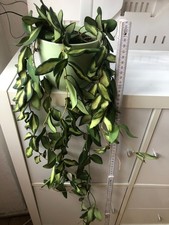 Hoya Burtonii grosse XL