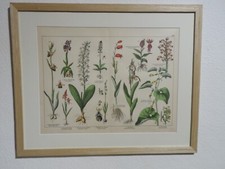 Orig.(1886,Schubert) Naturgeschichte Pflanzen Kuckucksblume Knabenkraut Vanille