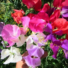 WICKE WICKEN ROYAL FAMILY MIX