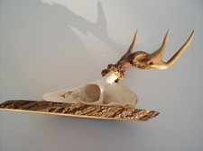 Gehörn Rehgehörn Rehbock Abnorm Blasengehörn Geweih Horn Trophäe Jagd Dekoration