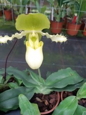 Orchidee Paphiopedilum Pinocchio Gelb