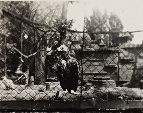 Adler greifvogel zoo - greifvogel,
