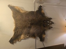 Großes Wildschwein Fell  (Echt)
