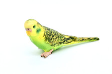 Schleich 14408 Wellensittich