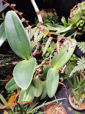 Cattleya Intermedia Var Orlata / Terrarium / Orchidee / Orchid