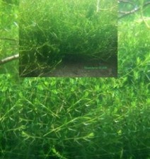 Laichkraut winterharte