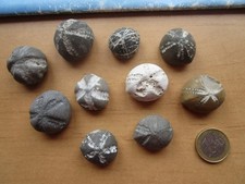 10 schöne versteinerte
