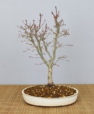 Bonsai Outdoor, Roter