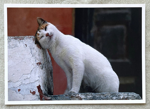 Postkarte katze - 1,