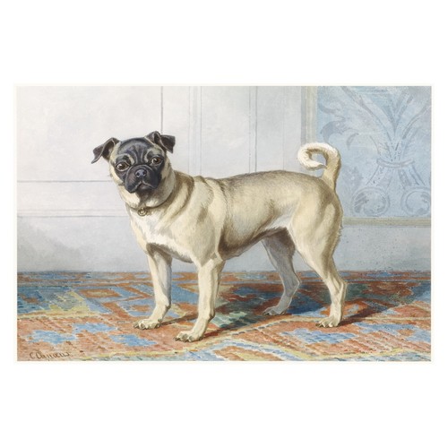 Mops hund porträt poster - hund, |
