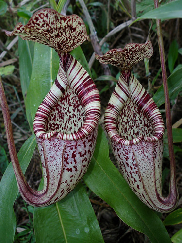 114xz nepenthes borneo - nepenthes, in