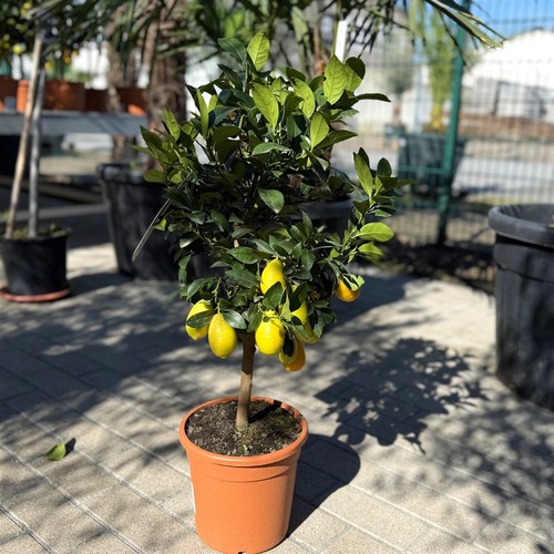 Limequat citrus floridana - citrus, +/-