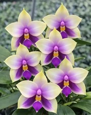 Phalaenopsis orchid phal - phalaenopsis,
