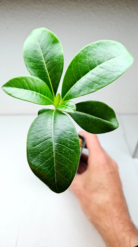 Pachypodium decaryi