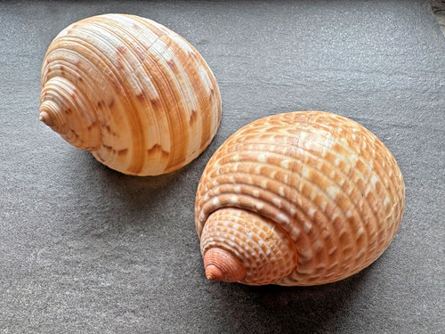 Große tonnenschnecken - 2,