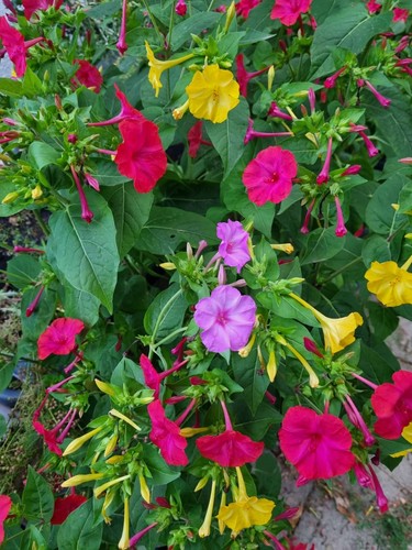 Die bunte wunderblume - bunte,