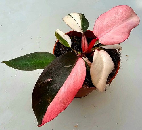 Sehr schöner philodendron - schöner,