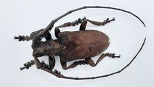 Cerambycidae, Sarothrocera