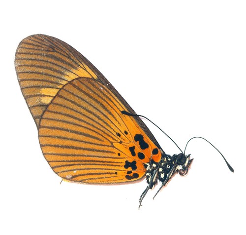 Lepidoptera nymphalidae - lepidoptera,,