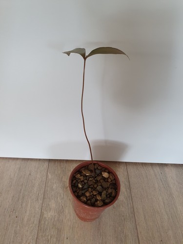 Zamia cremnophila plant - 1,