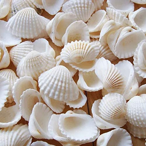 Muscheln deko 150 stück - 150,