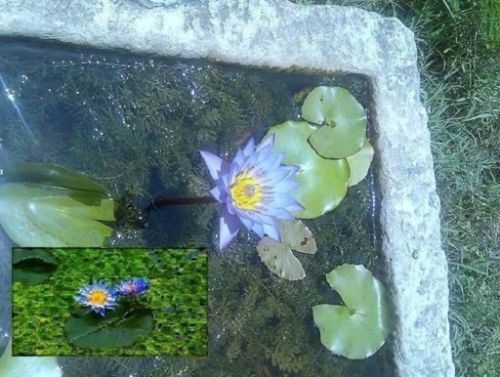 Blaue seerose blühende - blaue,