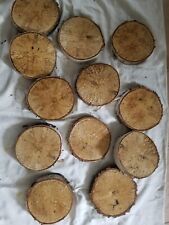 12x Birkenscheiben 15 cm Birke Rund Holz Scheiben Astscheiben Deko Birkenstamm
