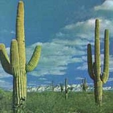 Rocket from the Crypt - State of the Art is on Fire + 2 BONUSTRACKS CD