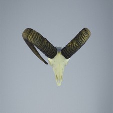 785MU Mufflon jagdtrophae, Wildschaf, Horn 75-74cm C.23,5cm DE 