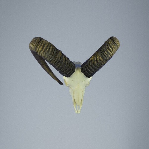 785mu mufflon jagdtrophae - 785mu,