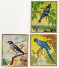 37/204 SAMMELBILD HYAZINTH - ARA FLAGGENDRONGO UFERMAINA VÖGEL