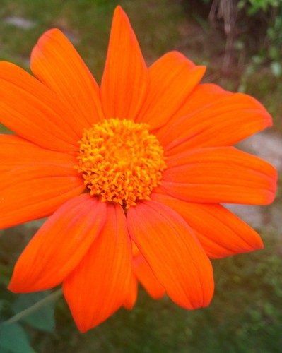 Orange mexikanische - orange,