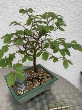 Buchenbäumchen  abzugeben Der