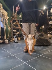 Hirsch Trophäe Elaph