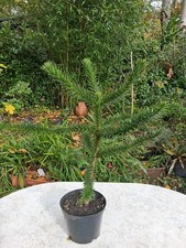 Araucaria araucana - araucaria,