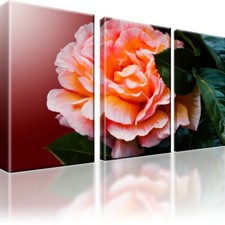 Rose Blume Blüte Bild 3-teilige Bilder auf Leinwand Kunstdruck Deko