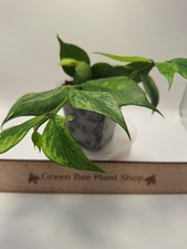 Hoya Polyneura Broget -