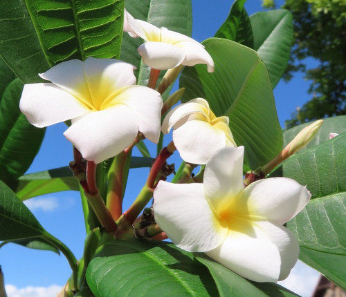 Plumeria frangipani verzweigt