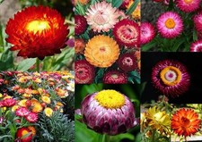 1000+ Samen Helichrysum bracteatum - Strohblume Bunte Mischung