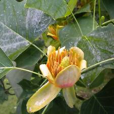 Tulpenbaum 2L - Die Blüten und Blätter ähneln denen einer Tulpe