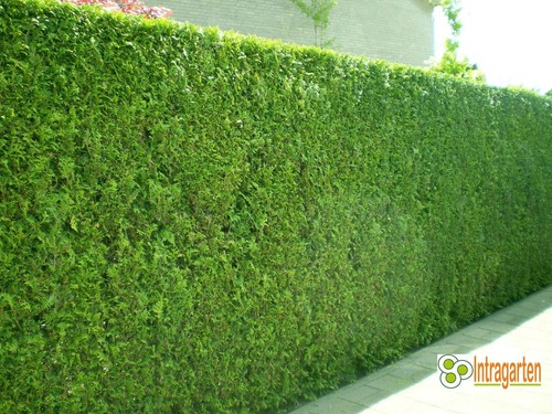 Lebensbaum thuja brabant - thuja,