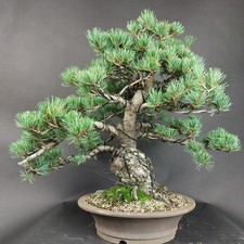 Bonsai mädchenkiefer pinus - bonsai,