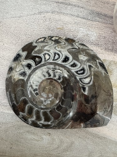 Großer fossiler ammonit - großer,