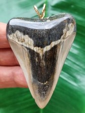 6,3 cm großer polierter Zahn